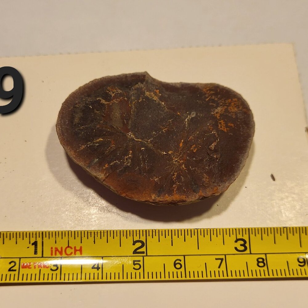 Old Indiana Fern Fossil